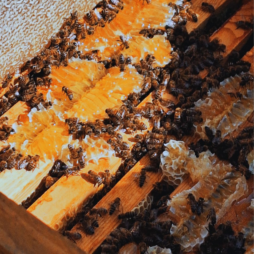 Miel brut vs sucre : pourquoi on aime le miel chez HAUT